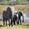 elephants public domain.png